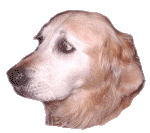 Golden retriever dog graphics