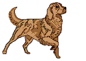 Golden retriever dog graphics