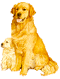 Golden retriever dog graphics