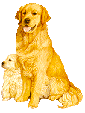 Golden retriever dog graphics