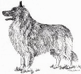 Groenendael dog graphics