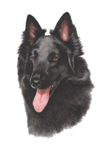 Groenendael dog graphics