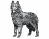 Groenendael dog graphics