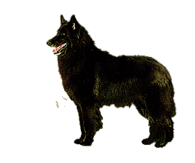 Groenendael dog graphics
