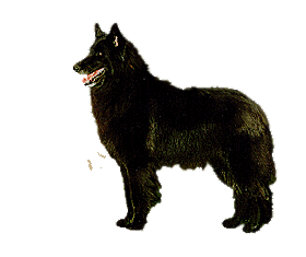 Groenendael dog graphics