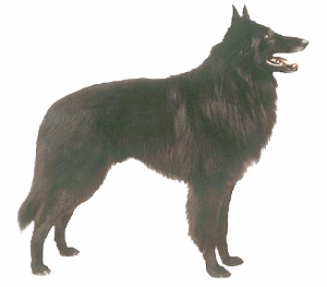 Groenendael dog graphics