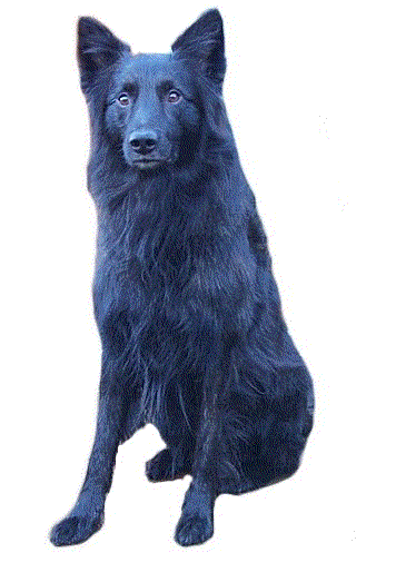 Groenendael dog graphics