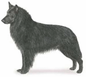 Groenendael dog graphics