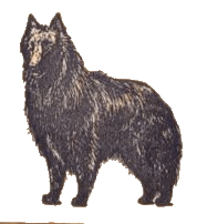 Groenendael dog graphics