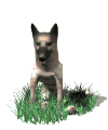 Herding dog dog graphics