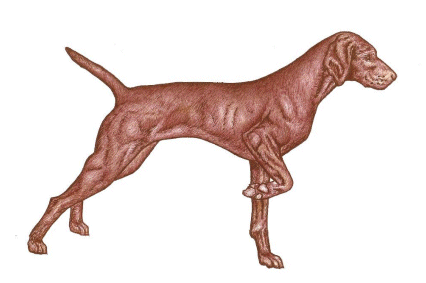 Hunting dog