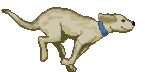 dog running