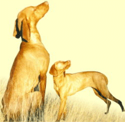 Hunting dog dog graphics
