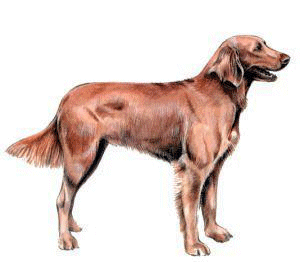 Hunting dog dog graphics