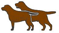 Hunting dog