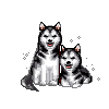 Husky dog graphics