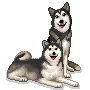 Husky dog graphics
