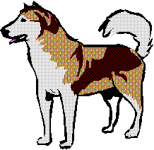 Husky dog graphics