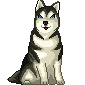 Husky dog graphics