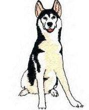 Husky dog graphics