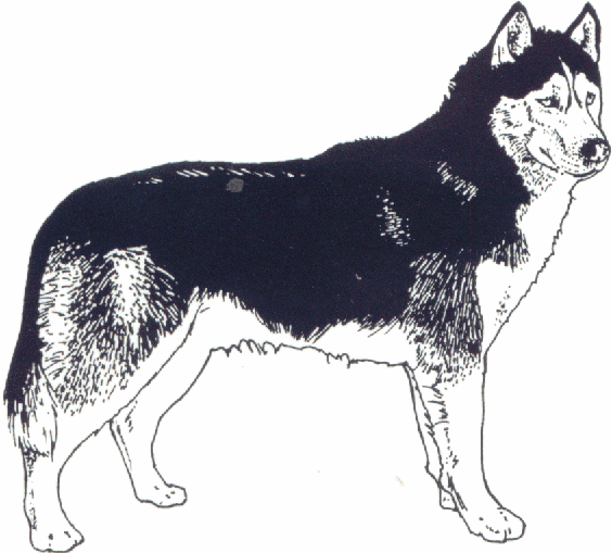 Husky