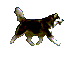 Husky dog graphics