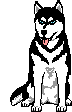 Husky dog graphics
