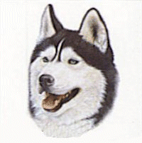 Husky dog graphics