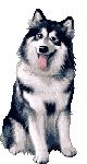Husky dog graphics