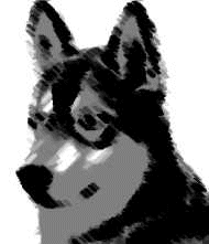 Husky dog graphics