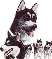 Husky dog graphics