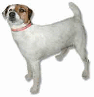 Jack russell terrier