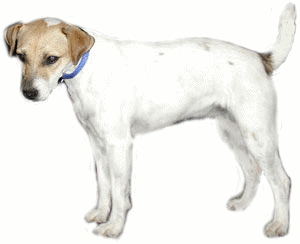 Jack russell terrier