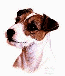 Jack russell terrier dog graphics