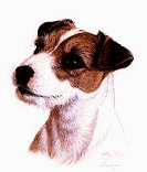 Jack russell terrier