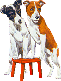 Jack russell terrier