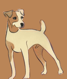 Jack russell terrier