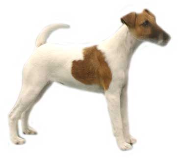 Jack russell terrier