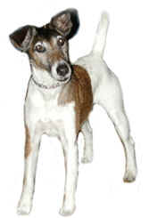 Jack russell terrier dog graphics