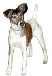 Jack russell terrier