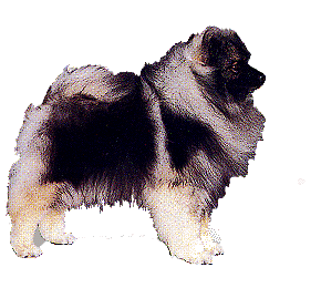 Keeshond dog graphics