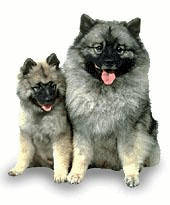 Keeshond