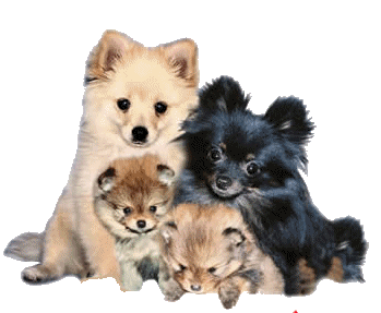 Keeshond dog graphics