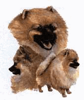 Keeshond dog graphics