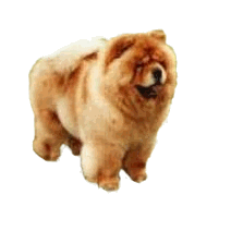 Keeshond dog graphics