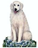 Kuvasz dog graphics