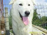 Kuvasz