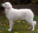 Kuvasz dog graphics