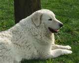 Kuvasz dog graphics