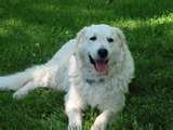Kuvasz dog graphics